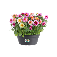 green basics bowl 27cm living black